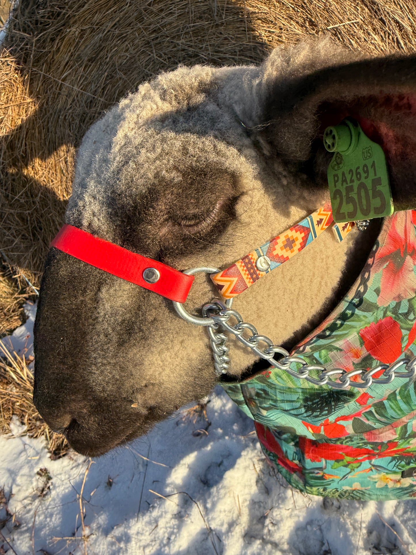 Red and Aztec sheep/goat halter